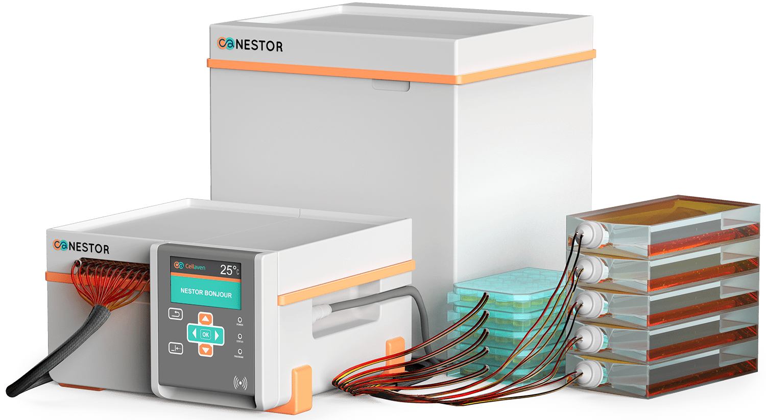nestor