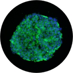 3D models cell culture 3D models cell culture