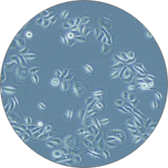 primary cell automation primary cell automation