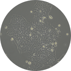 stem cell automation stem cell automation